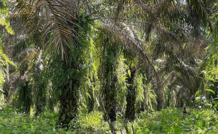 Ekonom IPB: PalmCo Bisa Percepat Hilirisasi Perkebunan