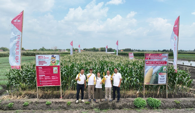 Jawaban Keresahan Petani, East West Seed Perkenalkan Kembali Benih Jagung Cap Panah Merah