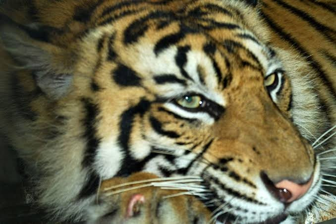 Erha Tiada, Harimau Sumatra Penghuni Medan Zoo Tersisa 5 Ekor