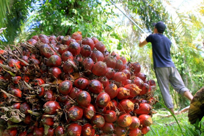 Aparat dan Pemda Harus Tegas Hadapi Aksi Penjarahan Sawit