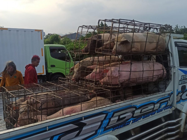 Truk Membawa Babi Terbalik di Tol Jagorawi