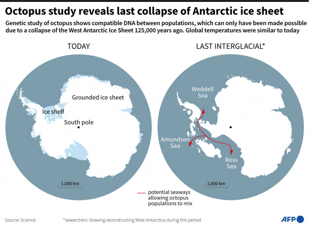 DNA Gurita Ungkap Jejak Dampak Perubahan Iklim di Antartika