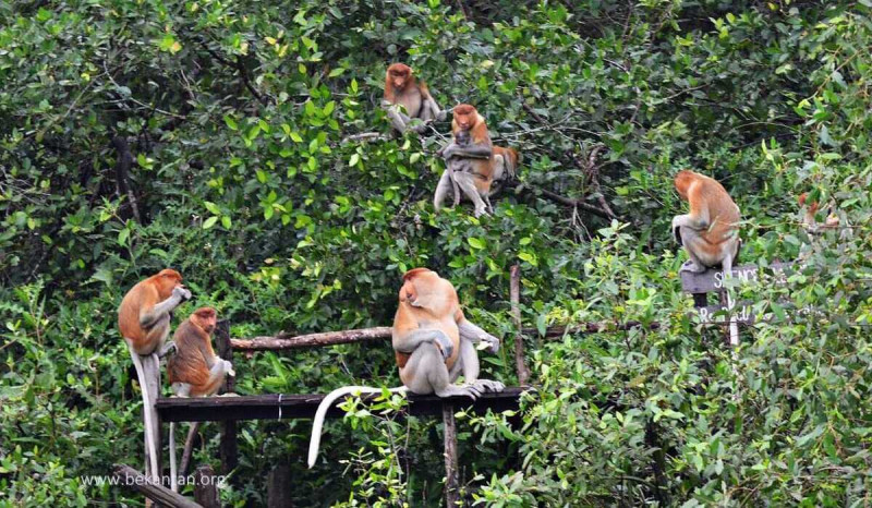 Wisata Minat Khusus Alam Liar Pulau Curiak di Geopark Meratus Terus Berkembang