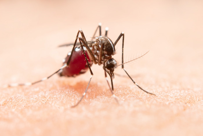 50% Pasien Dengue Tidak Merasakan Gejala