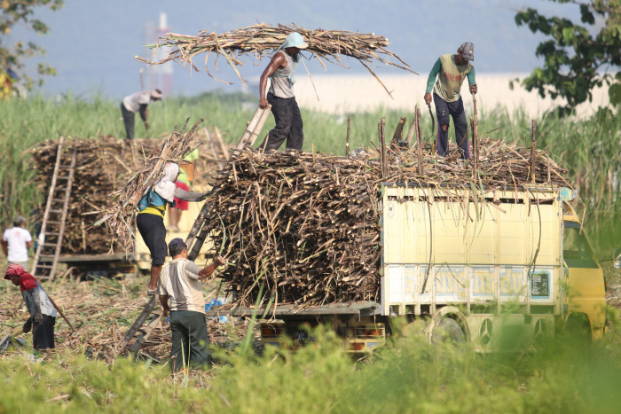 Pemerintah Siapkan 1 Juta Hektare Lahan Papua untuk Swasembada Gula