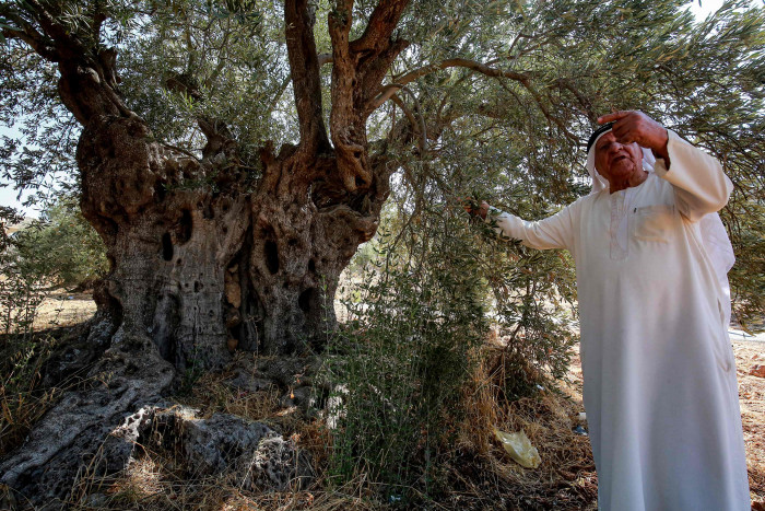 Misi Menyelamatkan Pohon Zaitun dan Sejarah Peradaban di Yordania