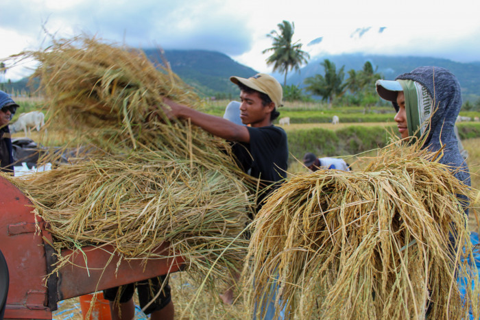 Regenerasi Petani Kian Memprihatinkan