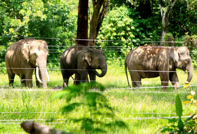 Penjaga Hutan Meninggal usai Diamuk Gajah di Aceh