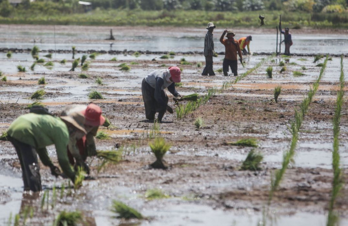 KTNA Kerahkan Petani Dukung Program Kementan Optimalisasi Lahan Rawa