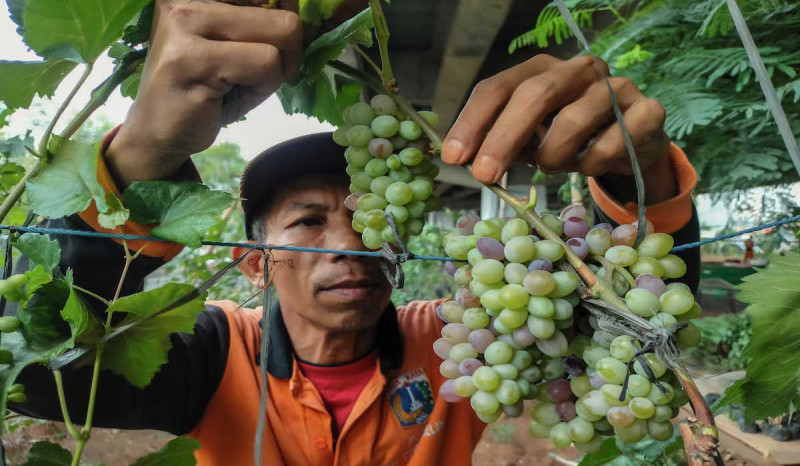 BPS Mencatat Jumlah Usaha Pertanian Anjlok Jadi 29 Juta Unit Sepanjang 2023