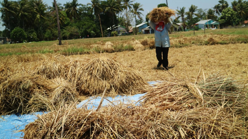 Produksi Padi Kalimantan Selatan Mengalami Meningkat 18.560 Ton