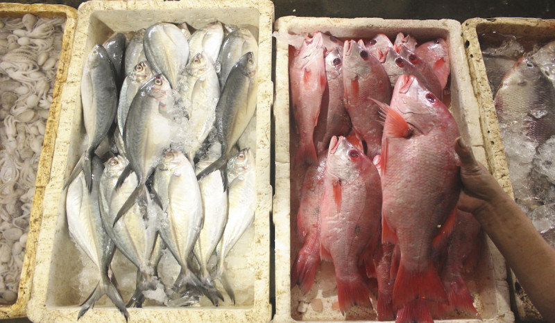 Nutrisi Ikan bisa Jadi Senjata Ampuh Entaskan Stunting di Indonesia