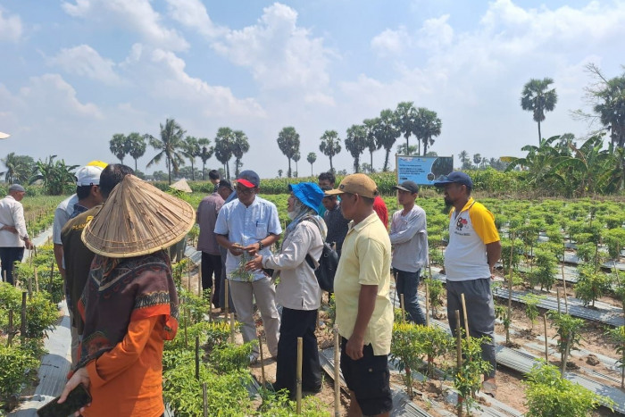 Harga Cabai Meroket, IPB Dampingi Petani Gunakan Mikroba Intensif