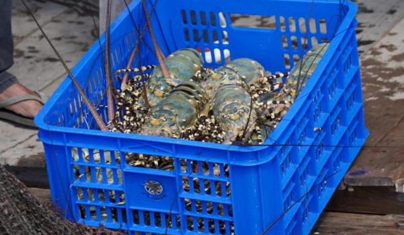 Kerja Sama dengan Vietnam, Perbesar Peluang Indonesia Jadi Bagian Rantai Pasok Lobster Global