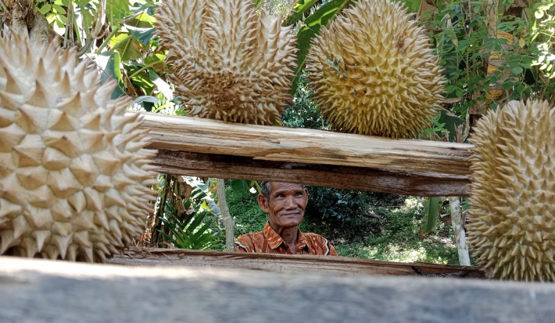 Musim Durian! Sampahnya di Bangka Capai 8 Ton Perhari