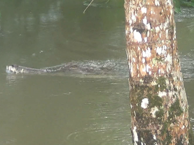 Sungai Ketuan Meluap, Buaya Panjang 3,5 Meter Muncul