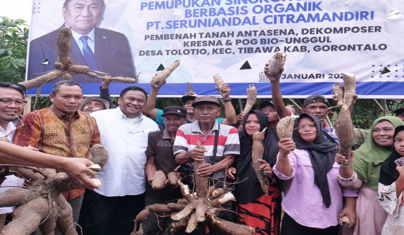Rachmat Gobel Sukses Panen Singkong di Lahan Demplot di Gorontalo