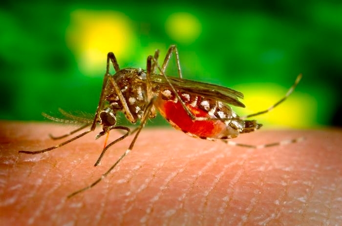 Kemitraan Publik dan Swasta Dorong 'Nol Kematian Akibat Dengue 2030'