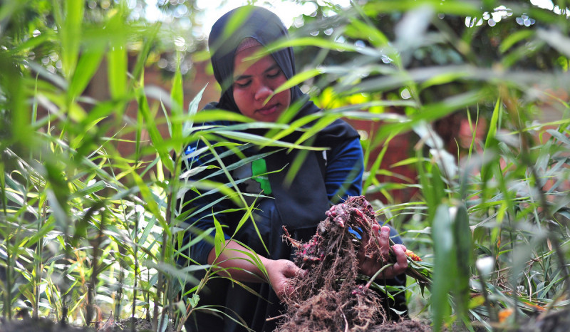 Program KUR Jahe Merah Libatkan 400 Petani di Bangka Tengah Tidak Sesuai Harapan