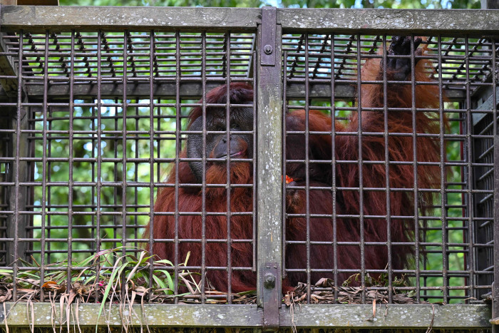 Dua Orangutan Dilepasliarkan di Sungai Rongun