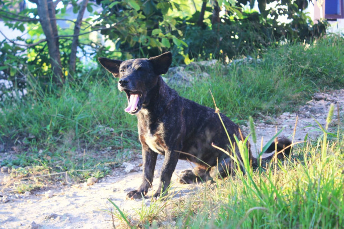 Korban Tewas akibat Rabies di Timor Tengah Selatan Bertambah Jadi 14 Orang