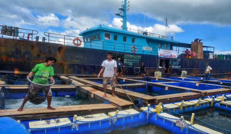 Panen 20 Ton, Budidaya Ikan Kerapu di Pesisir Selatan Diekspor ke Hong Kong