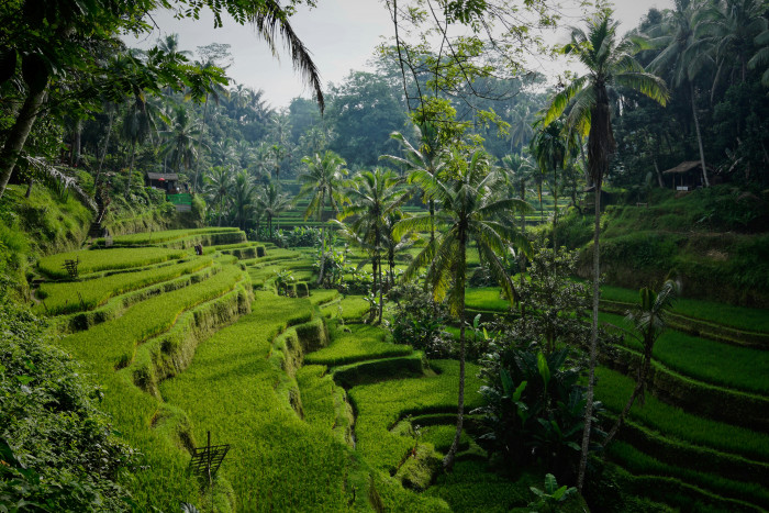 Bali Masuk 5 Besar Destinasi Terbaik Dunia TripAdvisor