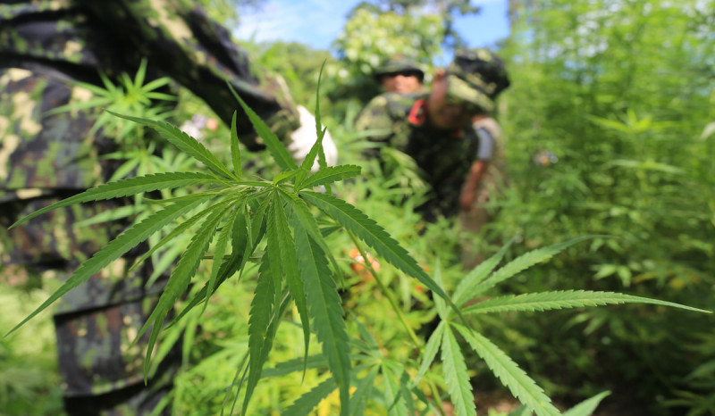 Satresnarkoba Polres Mukomuko Gerebek Kebun Ganja Di Belakang Kantor Camat 