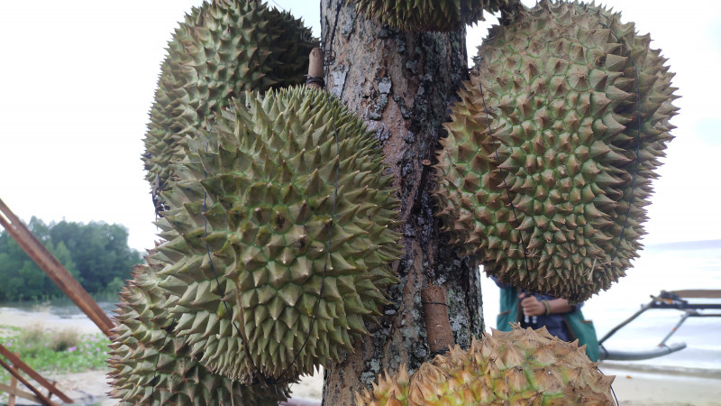 Klaten Gelar Festival Durian Jatinom 2024