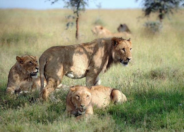Gara-Gara Semut, Singa di Kenya Ubah Pola Berburu