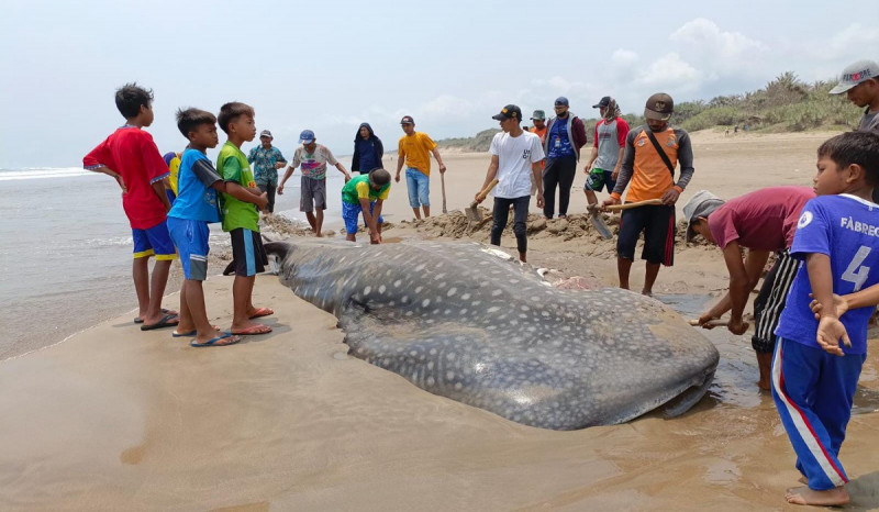 LPSPL Serang Tangani 16 Kejadian Biota Laut Terdampar Sepanjang 2023