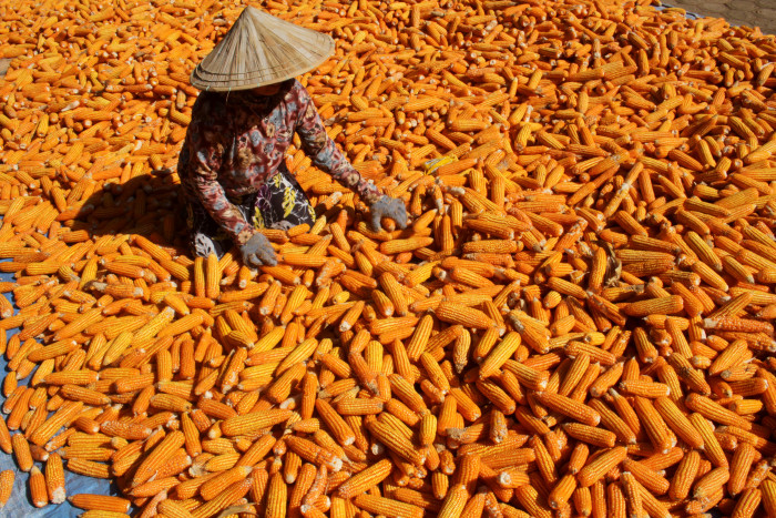 Harga Jagung untuk Pakan Ternak Merangkak Naik   