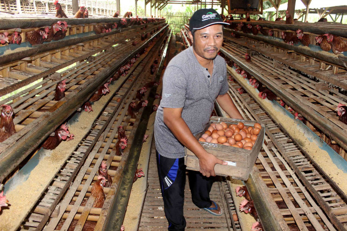 Harga Telur di Kabupaten Kuningan Merangkak Naik