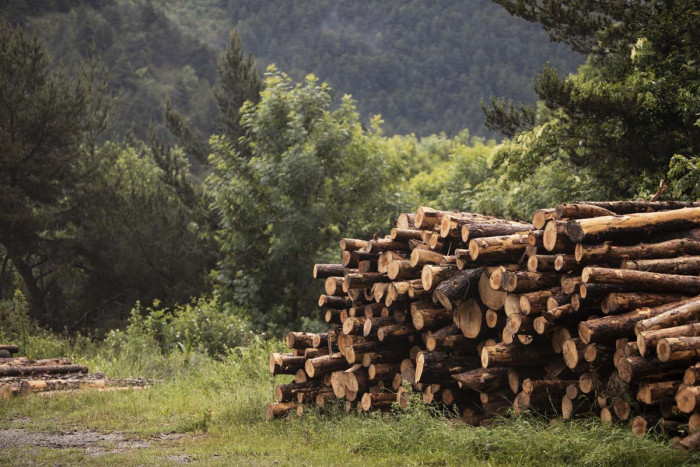 1 Orang Menjadi Tersangka Kasus Illegal Logging di Kalimantan Tengah