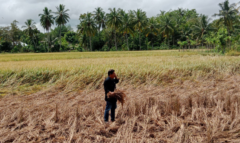 Petani Aceh Resah, Serangan Hama Wereng Cokelat di Pidie Meluas