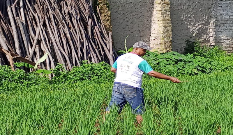 Petani di Subang Kesulitan Mendapatkan Pupuk Bersubsidi
