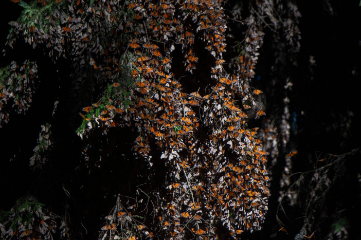 Populasi Kupu-kupu Raja di Meksiko Menyusut Drastis