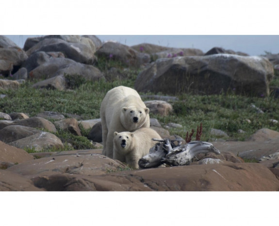 Pemanasan Global Paksa Beruang Kutub Berdiet
