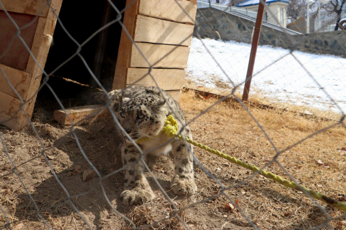 Macan Tutul Salju Langka di Afghanistan Dilepasliarkan