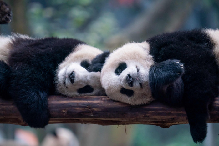 Tiongkok Perluas Kerja Sama Konservasi Panda Raksasa