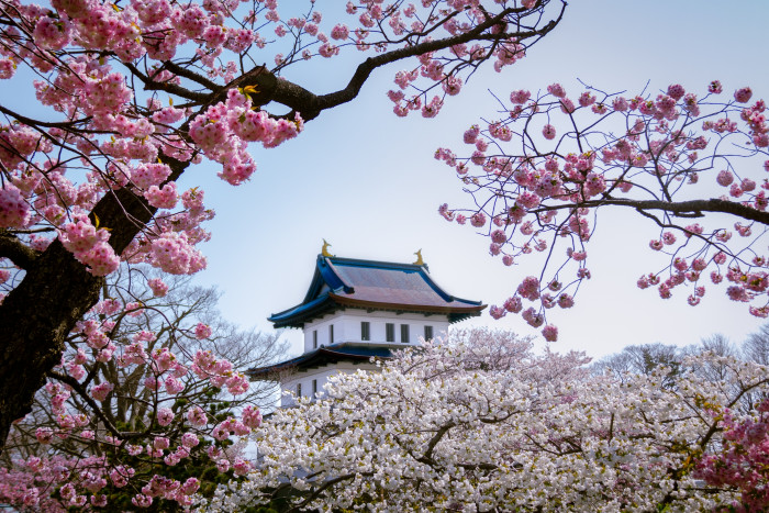 Sebelum Berganti Musim, Ini Tiga Lokasi untuk Melihat Bunga Sakura
