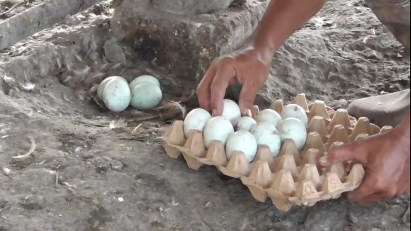 Musim Hujan, Produksi Telur Bebek Anjlok Lebih dari 50 Persen
