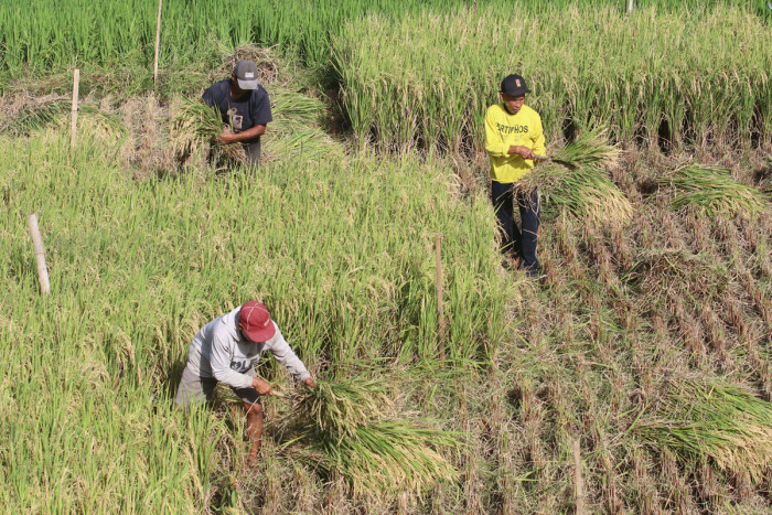 Pengamat: Produksi Beras Jatuh, dan Kenaikan Harga dalam 1,5 Tahun Terakhir, Akibat Masalah Struktural