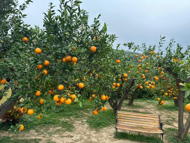 Sensasi Petik Jeruk di Hamparan Orange Forest Taiwan