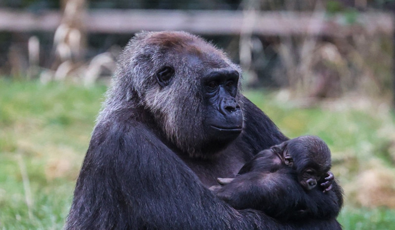 Gorilla Kedua Lahir dalam Tempo Sebulan di Kebun Binatang London