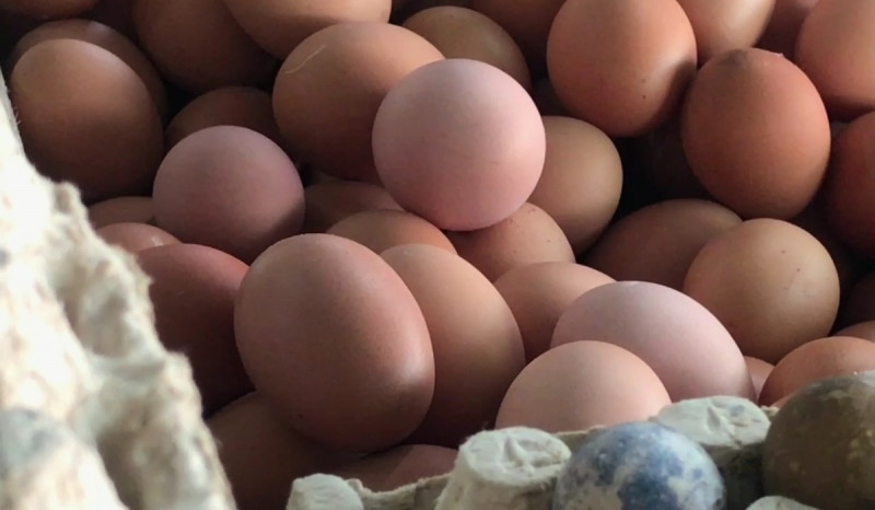 Harga Telur di Peternak Kota Malang Melonjak, Ini Penyebabnya
