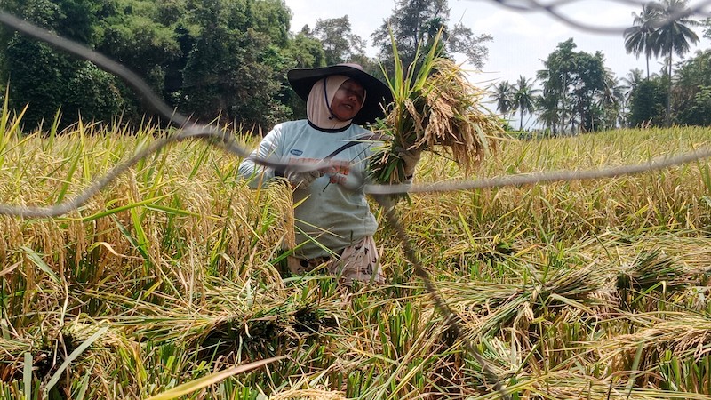 Kenaikan Harga Beras di Sulawesi Tenggara Tak Berimbas pada Petani