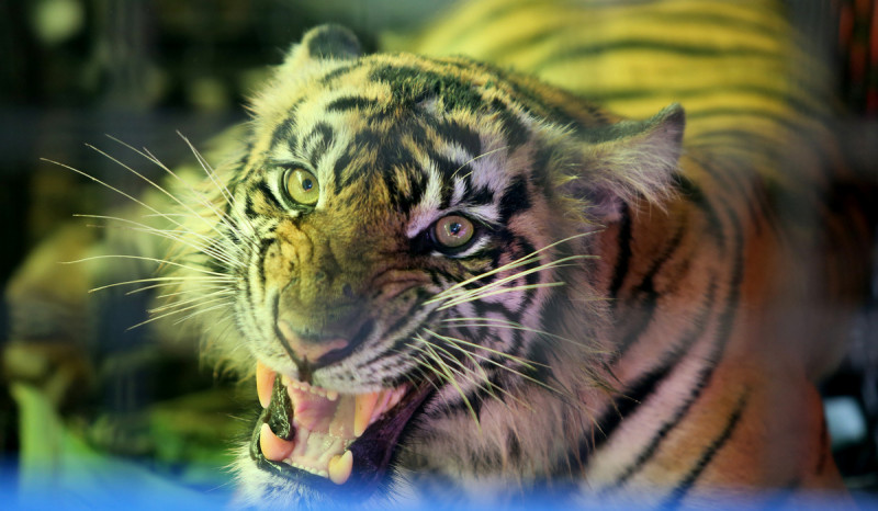 Seekor Harimau Sumatra Dilepasliarkan ke Taman Nasional Gunung Leuser