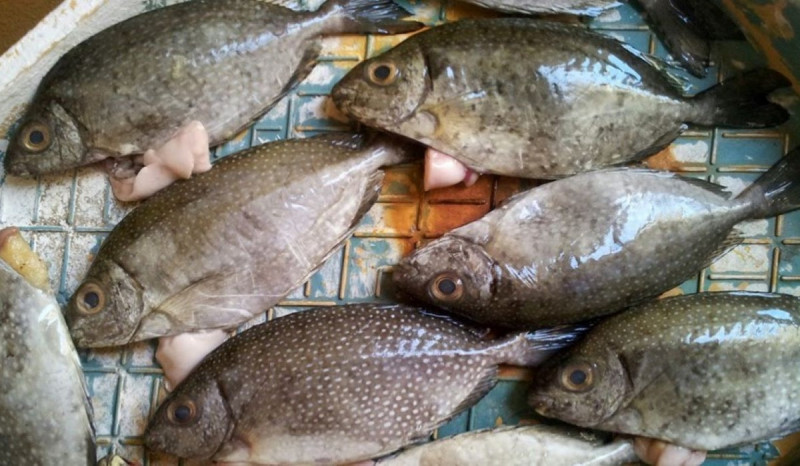 Ikan Dingkis Jadi Primadona Nelayan Batam Saat Imlek