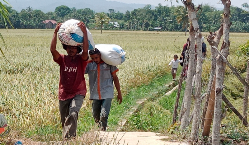 Serangan Hama Wereng Buat Petani di Pidie Panen Lebih Awal